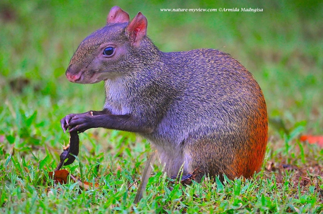 red rumped agouti weapons