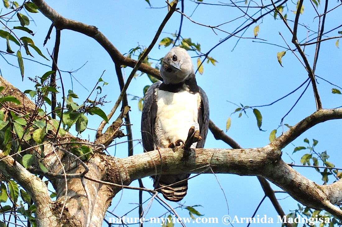 Harpy Eagle - Nature - My View