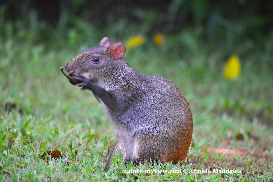red rumped agouti