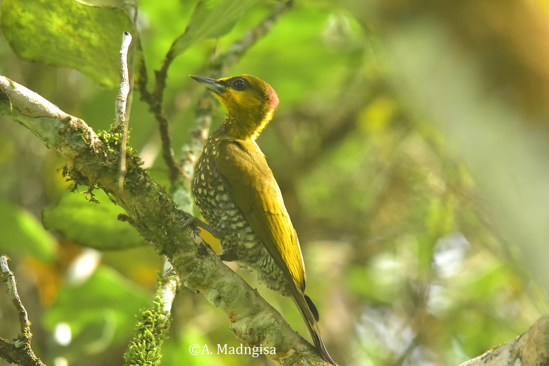 yellow woodpecker
